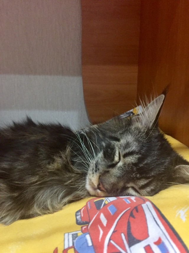 Котовторник 22.11.2016