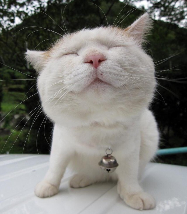 Коты из сети