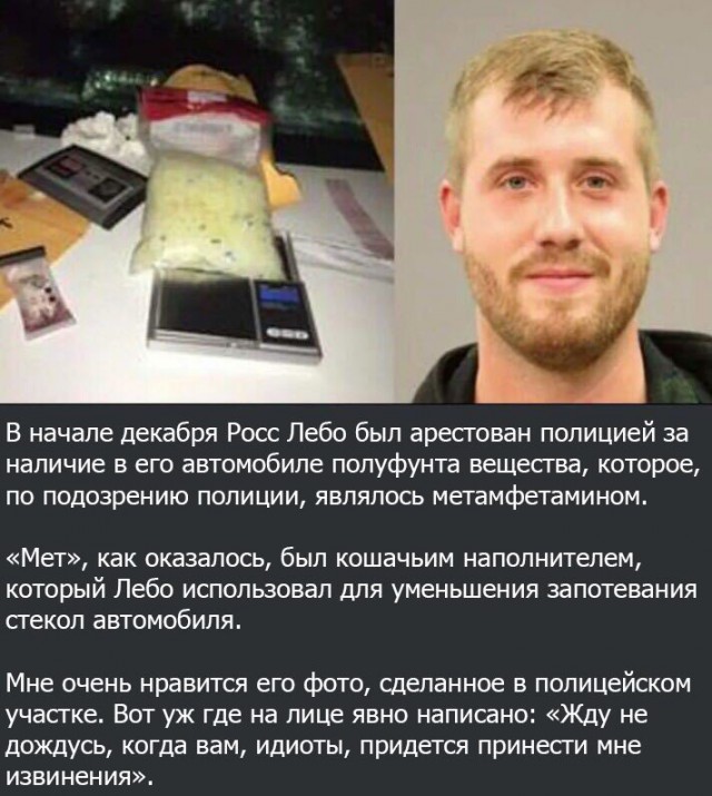 В США полицейские перепутали кошачий наполнитель с наркотиком и посадили его владельца в тюрьму