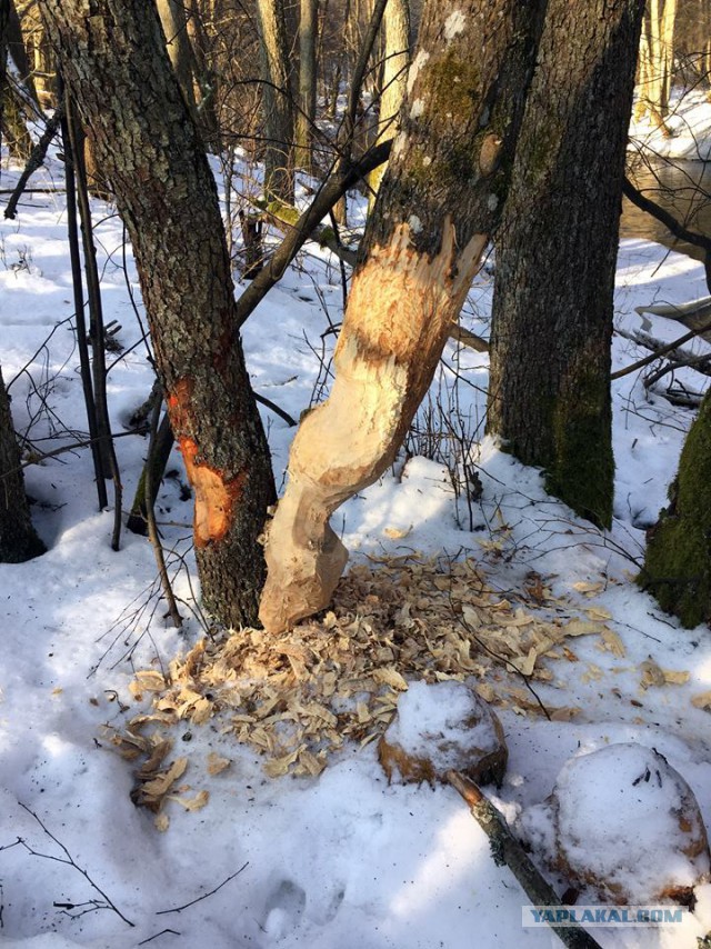 Зимний поход выходного дня с ночёвкой.