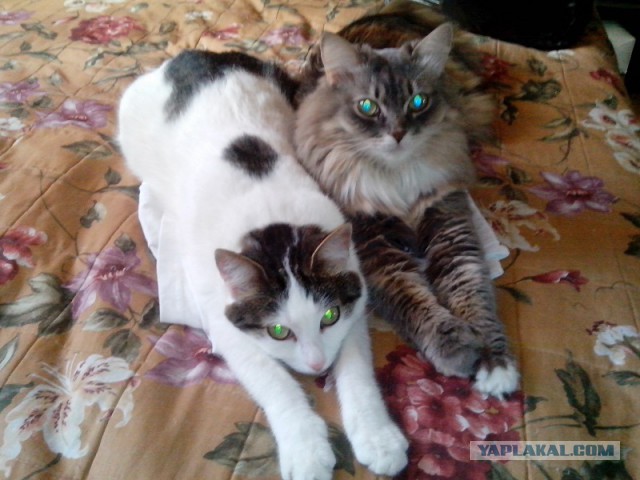 Котовторник 28.02.2017