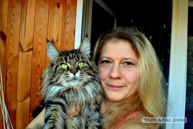 Джокер и его семья