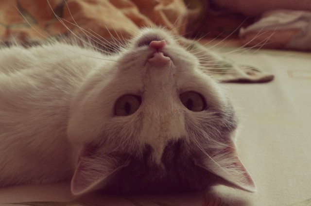 Коты и Кошки
