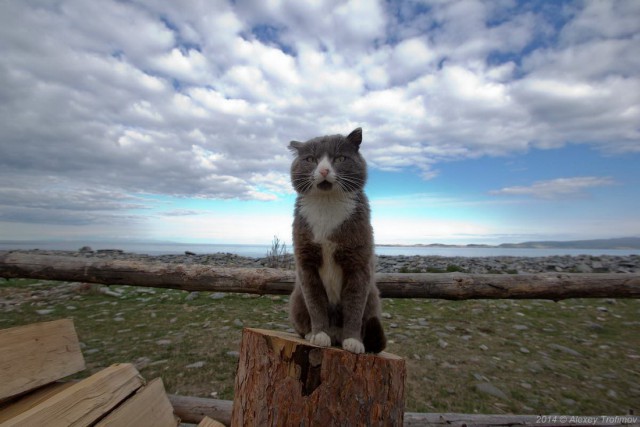 Коты и Кошки