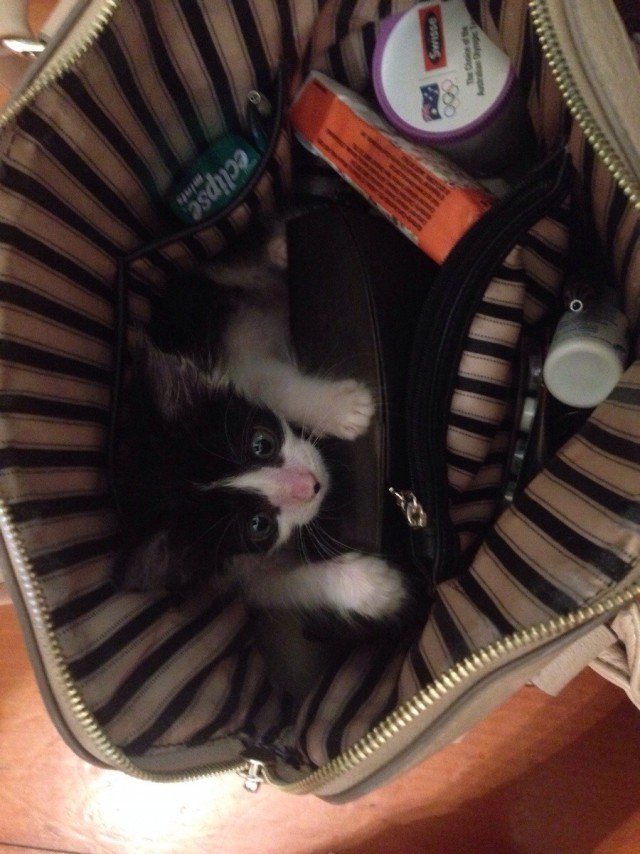 Коты и Кошки