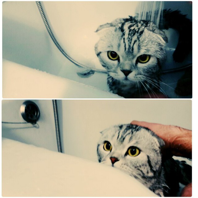 Коты и Кошки