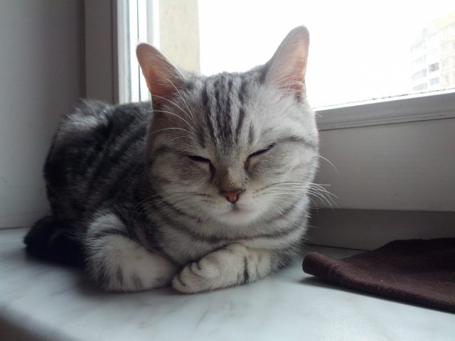 Котовторник 30.05.2017
