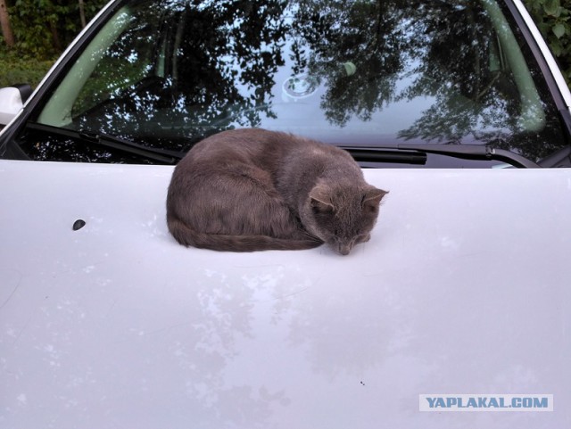Меня завёл себе кот