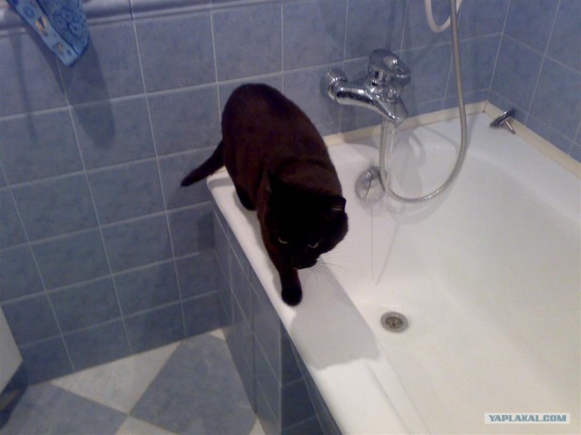 Котовторник на ЯПлакалъ 08.07.2008