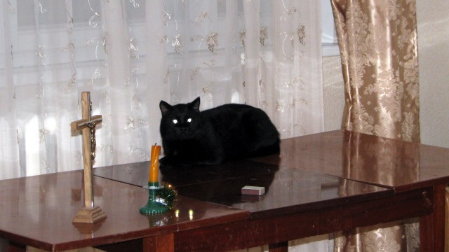 Котовторник 1.02.2011