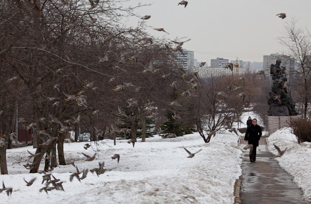 Срочно. Шок. Москву атакуют стаи птиц!