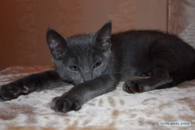 Котовторник 1.11.11