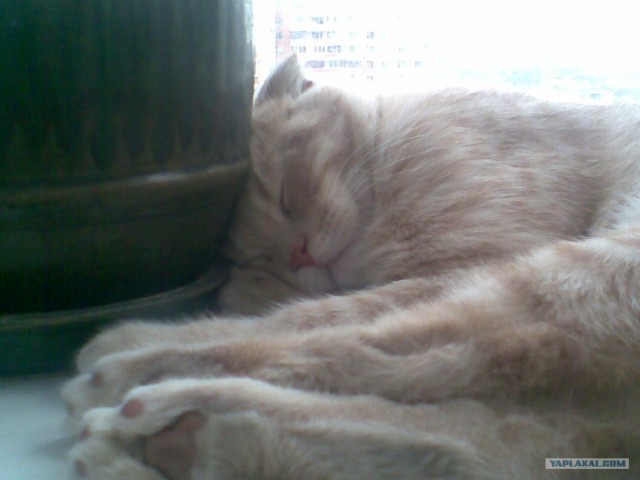Котовторник 03 07 2012