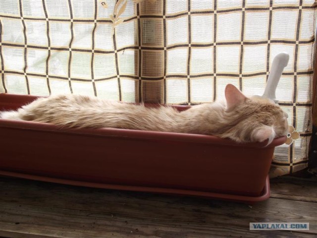 Котовторник  4.09.12
