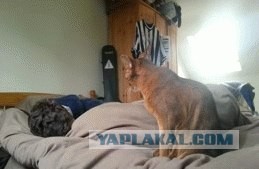 Тест на переживание со стороны котов