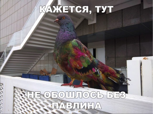Живность из сети