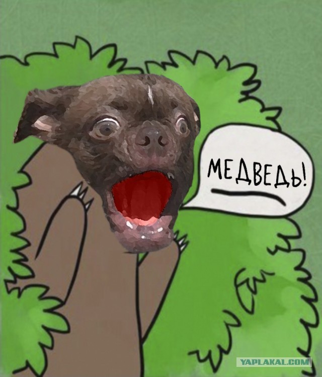 Жабельный собакен
