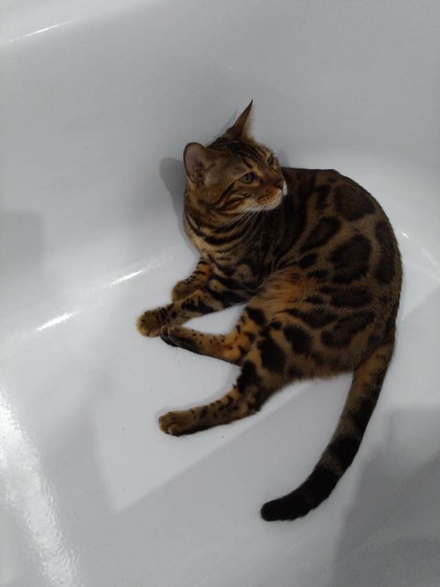Котовторник однако