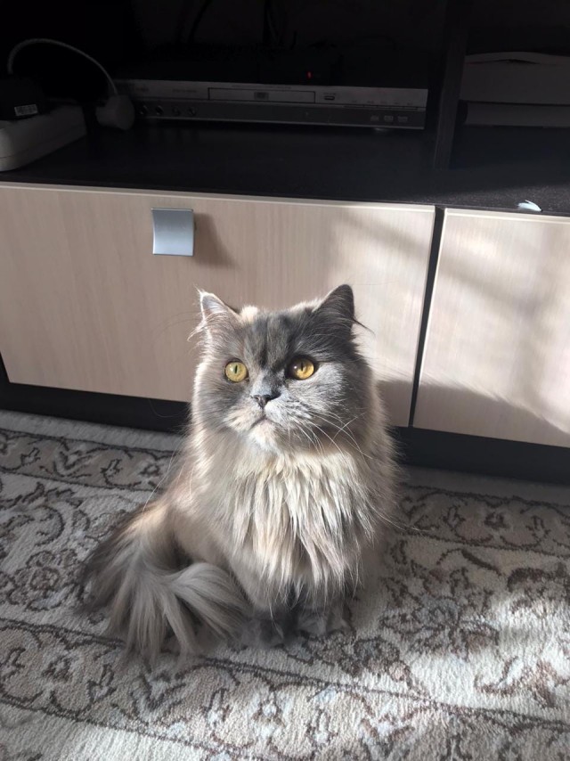 Котофеев пост