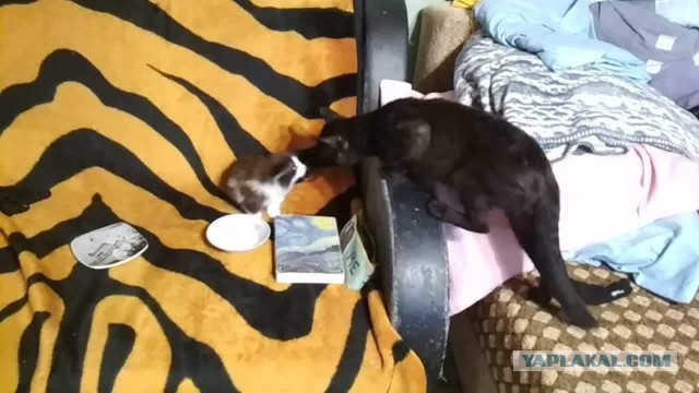 Рыжий
