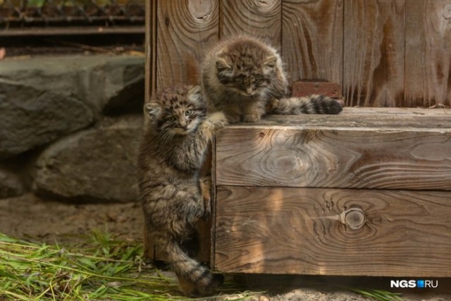 Манулята в сибирском зоопарке начали взрослеть. 16 котят уже выходят на прогулку из своих укрытий