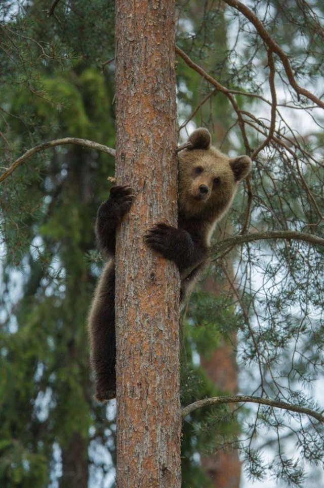 Кто от медведя прячется на дереве