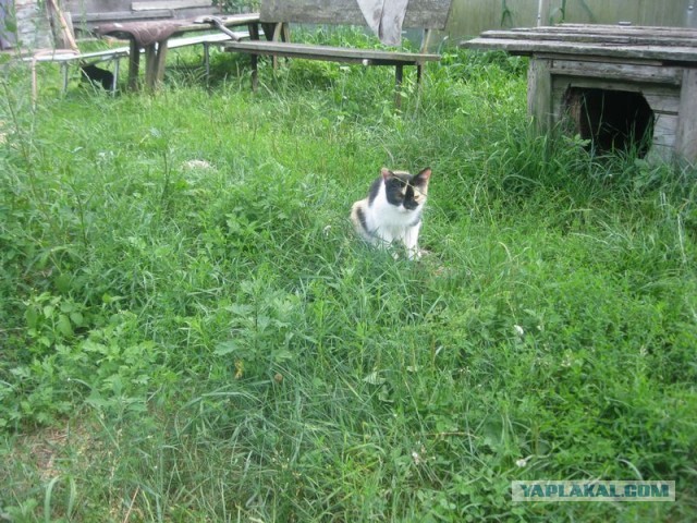 Жизнь домашнего приюта для котеек 352