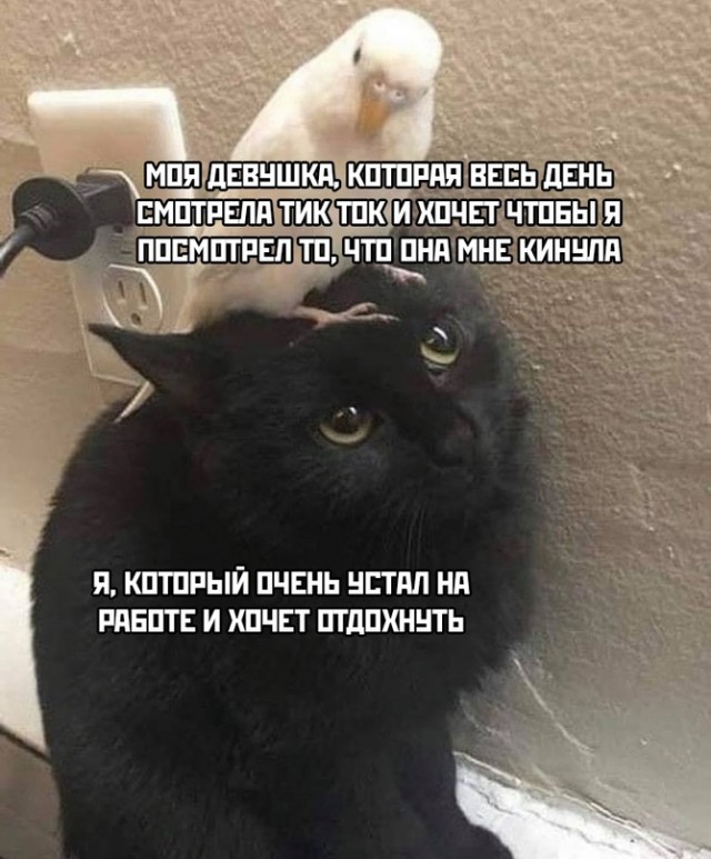 Картинки и мемы для настроения 17.08.2021