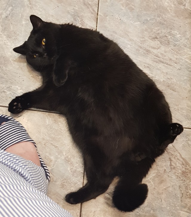 Кот который прожил жизнь