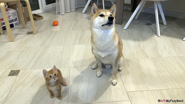 МИРУ - МИР ! Котикам - котовторник !