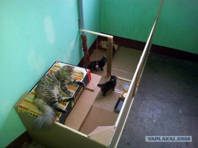 Мир не без добрых людей. Котовторник в тему