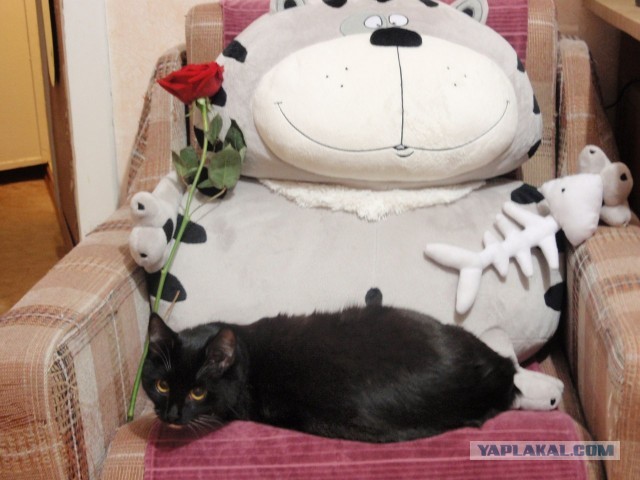 Котовторник 26.03.2013