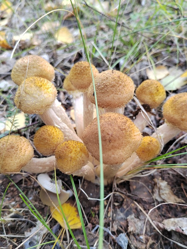 Накосили