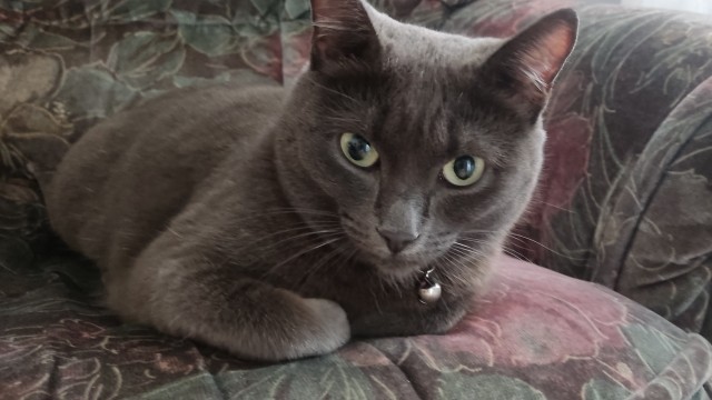 Котовторник уже пришёл?
