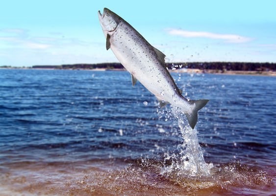 В Норвегии обещают платить $45 (4228 руб.) за каждого сбежавшего с рыбной фермы лосося