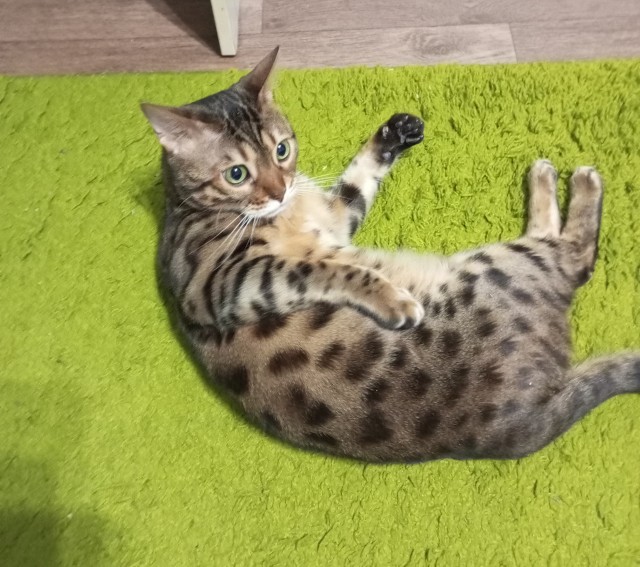 Настойчиво просит погладить