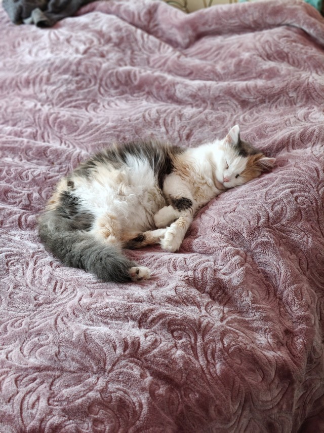 Котовторник