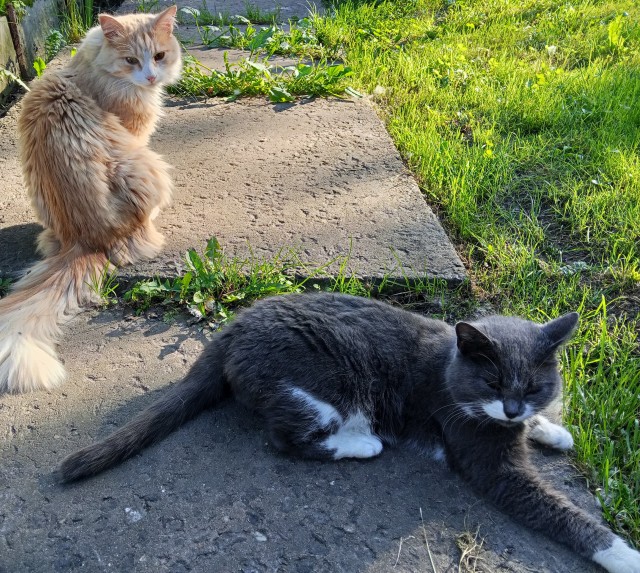 Котское.