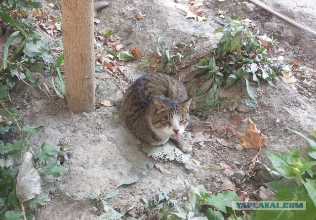 Котовторник 29.10.2013