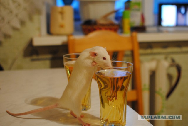Как постирать крысу