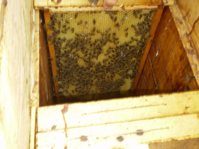 Пчелы и мёд