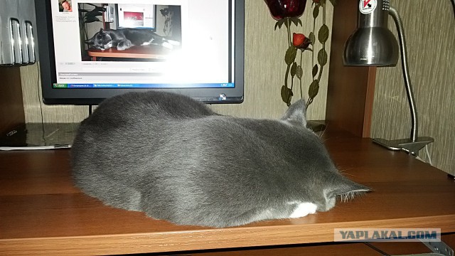 Котовторник 28.10.2014