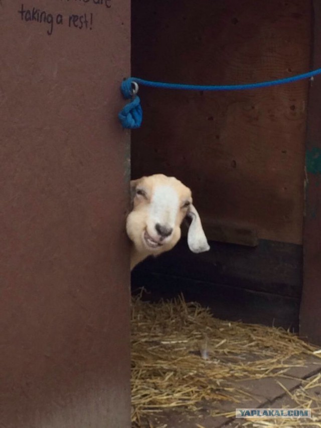 Мои мейн куны