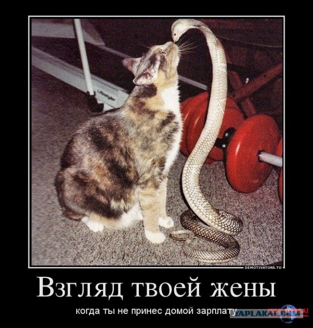 Котэ Джета Ли