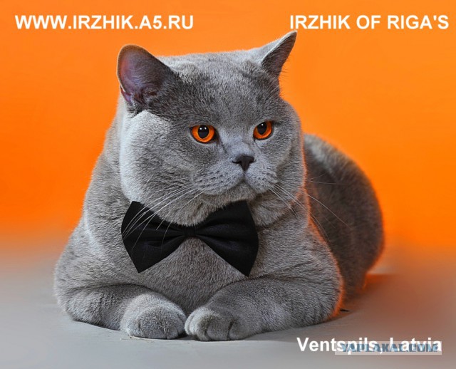 Котовторник 31.03.2015