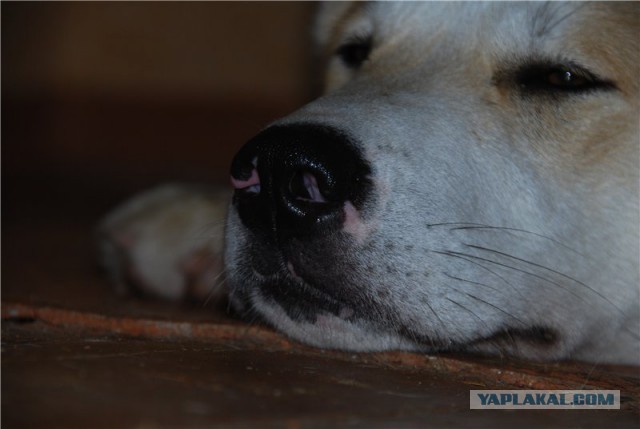 Собакочетверг же, ау!