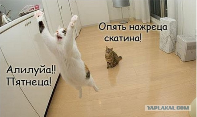 Подборка смешных и забавных фото