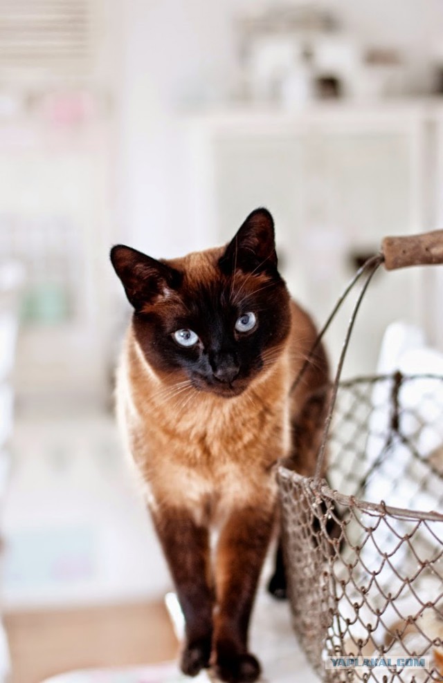 Котовторник