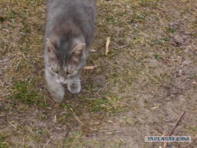 Жизнь домашнего приюта для котеек 108