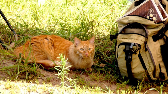 Домашние коты на природе